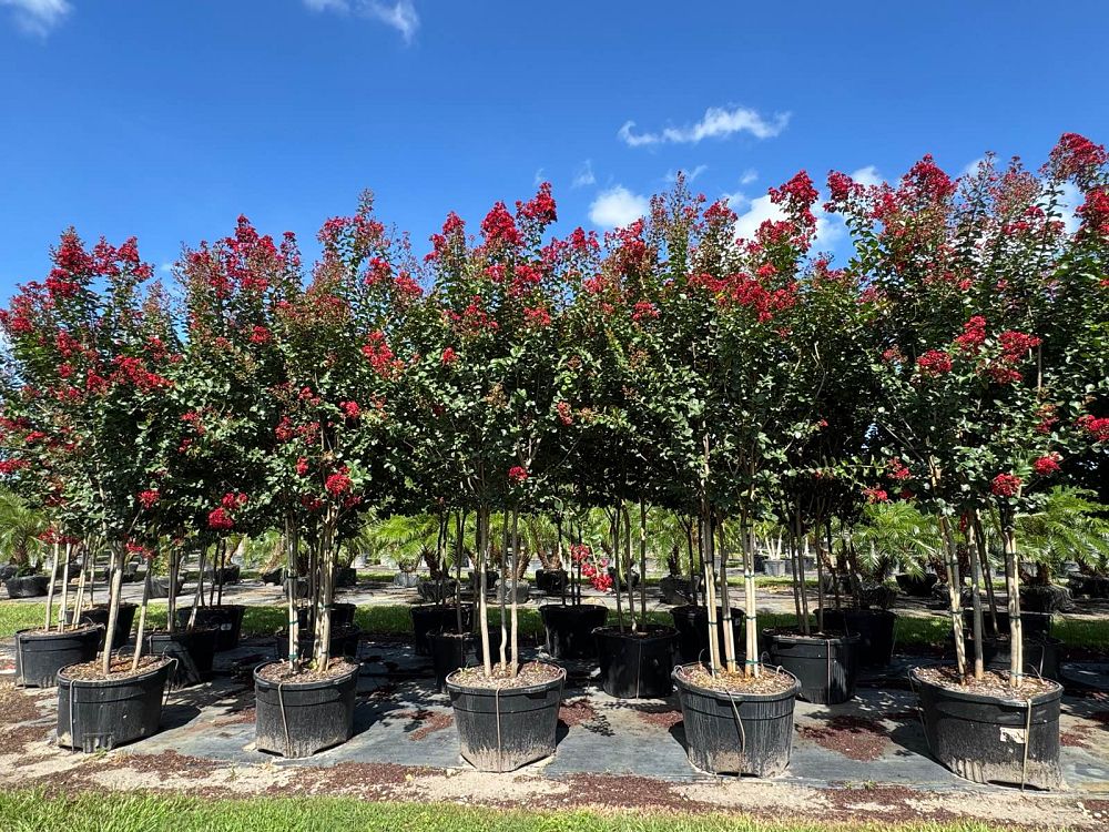 lagerstroemia-colorama-scarlet-crape-myrtle