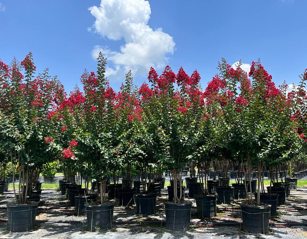 lagerstroemia-colorama-scarlet-crape-myrtle
