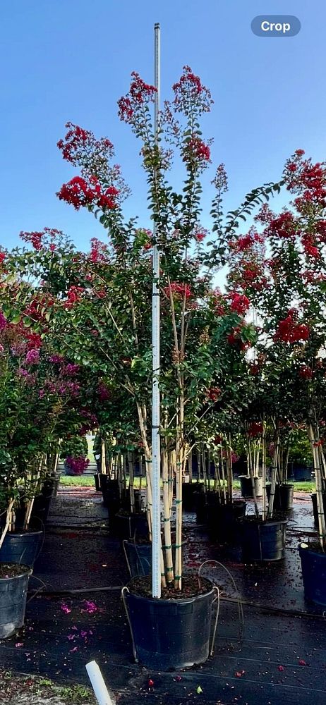 lagerstroemia-colorama-scarlet-crape-myrtle