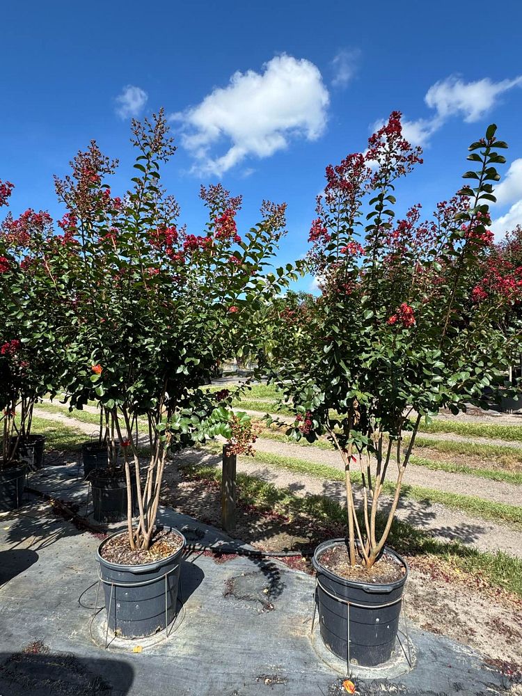 lagerstroemia-colorama-scarlet-crape-myrtle