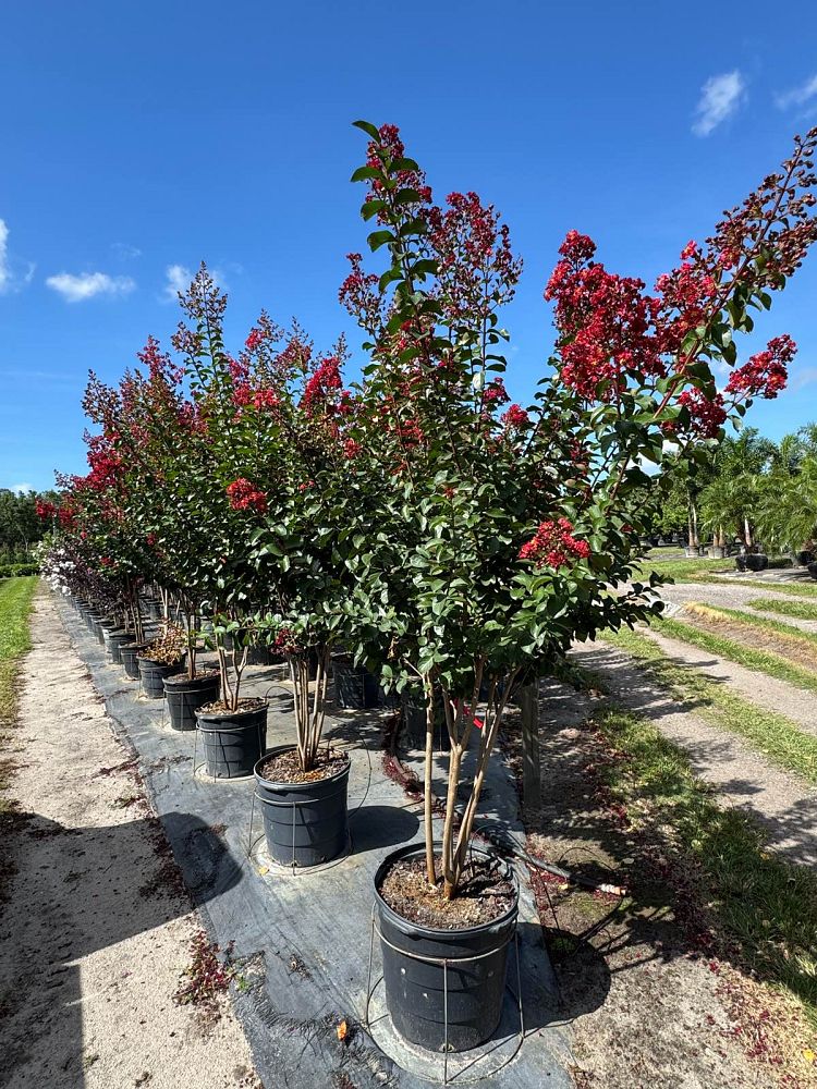 lagerstroemia-colorama-scarlet-crape-myrtle
