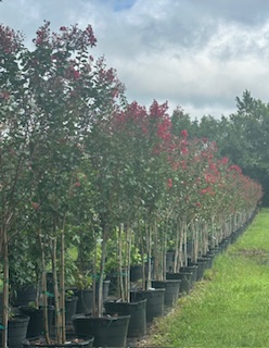 lagerstroemia-colorama-scarlet-crape-myrtle