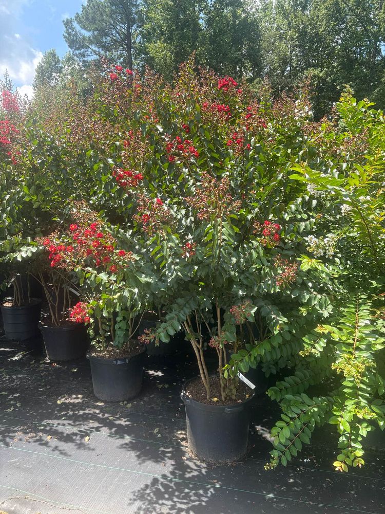 lagerstroemia-colorama-scarlet-crape-myrtle