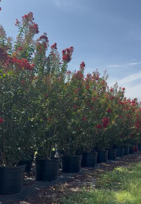 lagerstroemia-colorama-scarlet-crape-myrtle