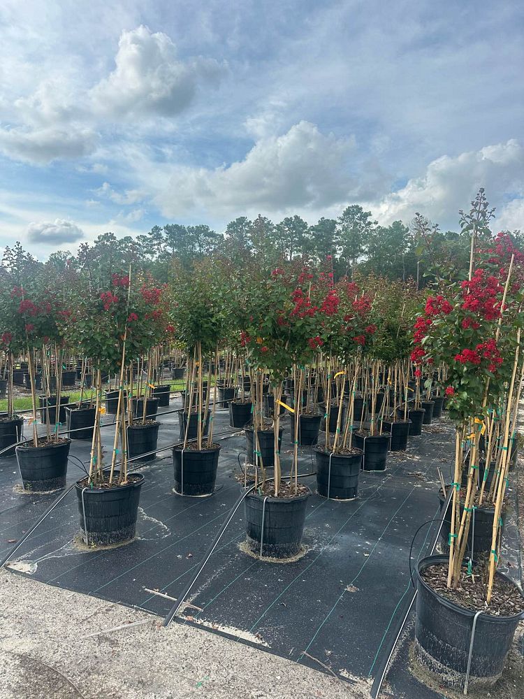 lagerstroemia-colorama-scarlet-crape-myrtle