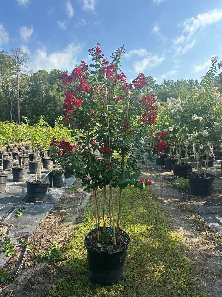 lagerstroemia-colorama-scarlet-crape-myrtle