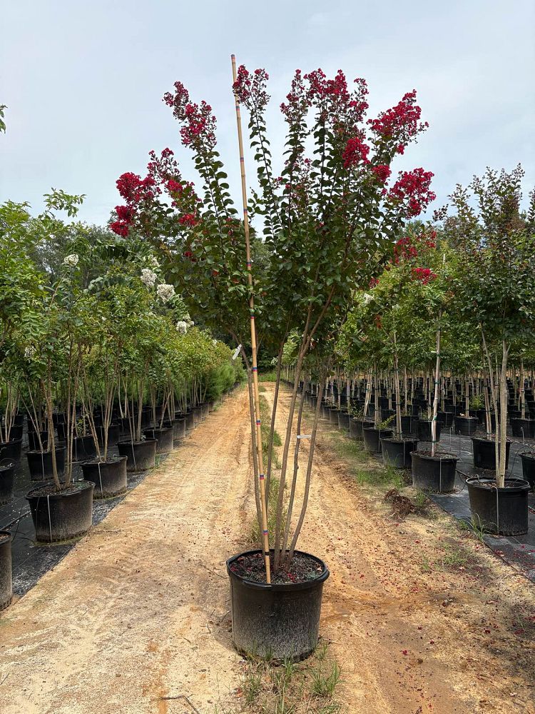 lagerstroemia-colorama-scarlet-crape-myrtle