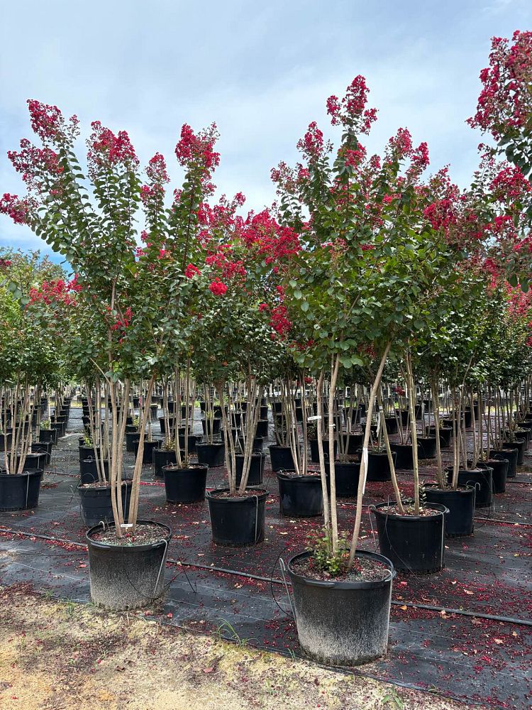 lagerstroemia-colorama-scarlet-crape-myrtle