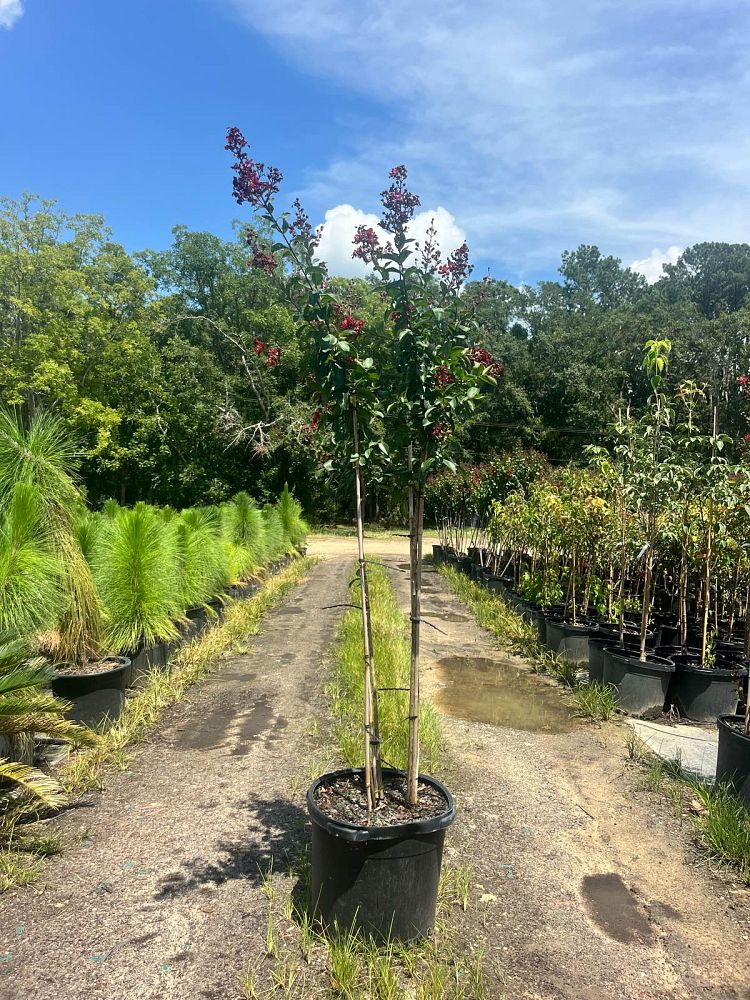 lagerstroemia-colorama-scarlet-crape-myrtle