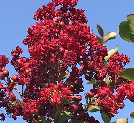 lagerstroemia-colorama-scarlet-crape-myrtle