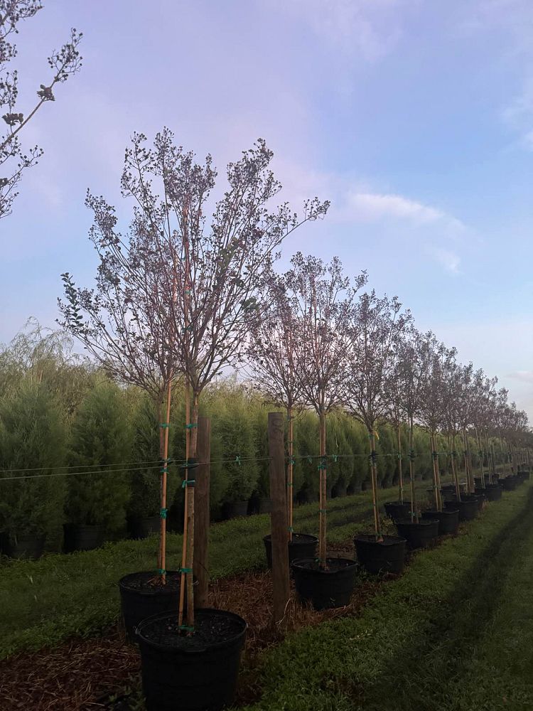 lagerstroemia-colorama-scarlet-crape-myrtle