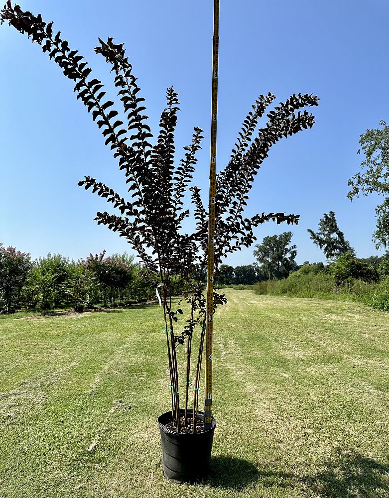 lagerstroemia-coral-boom-crapemyrtle