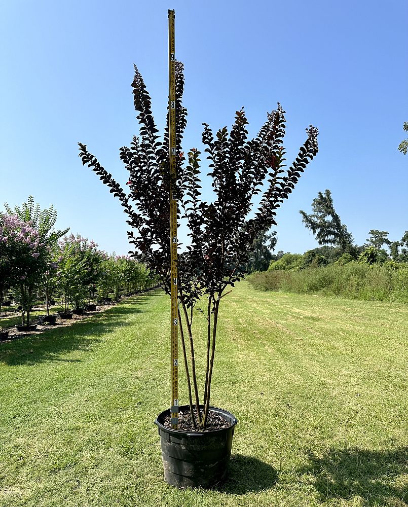lagerstroemia-coral-boom-crapemyrtle