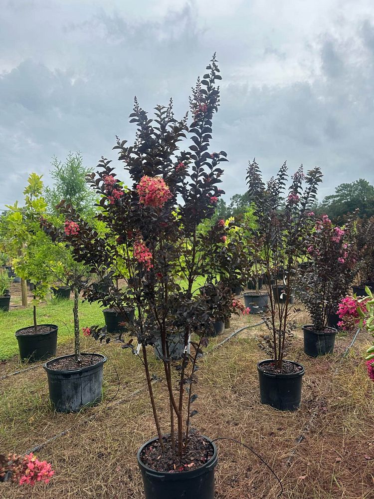 lagerstroemia-coral-boom-crapemyrtle
