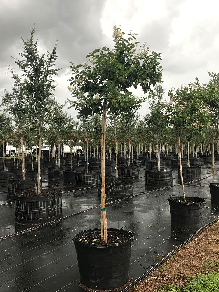 lagerstroemia-crape-myrtle