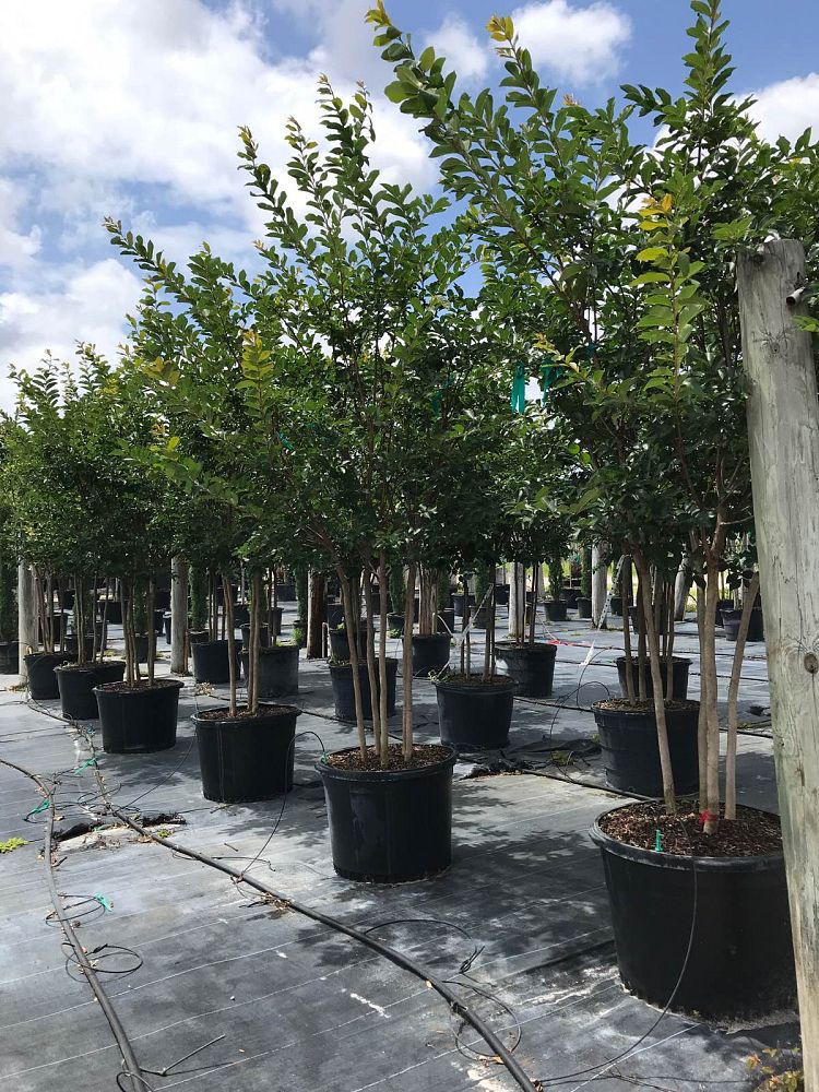lagerstroemia-crape-myrtle