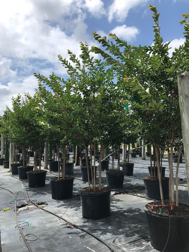 lagerstroemia-crape-myrtle