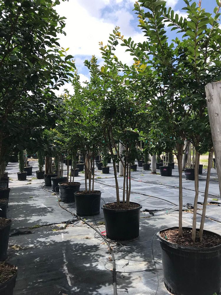 lagerstroemia-crape-myrtle