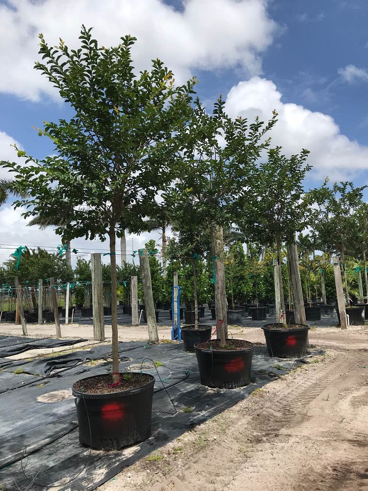 lagerstroemia-crape-myrtle