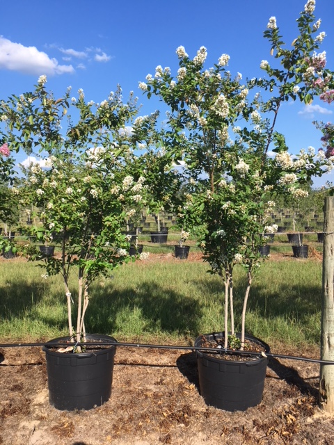 lagerstroemia-crape-myrtle