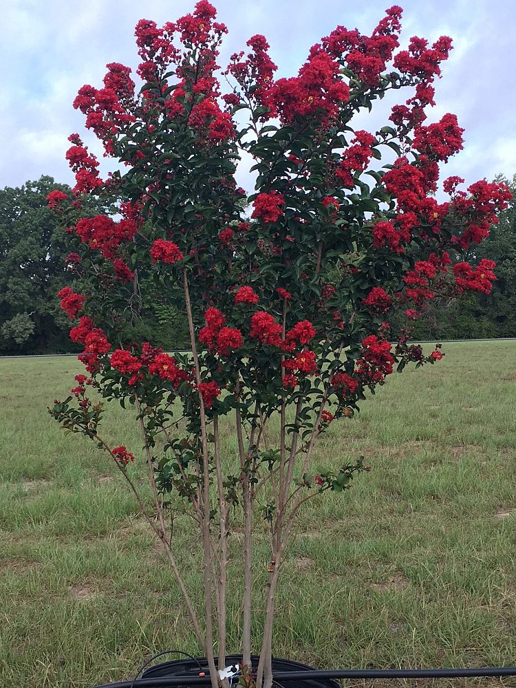lagerstroemia-crape-myrtle