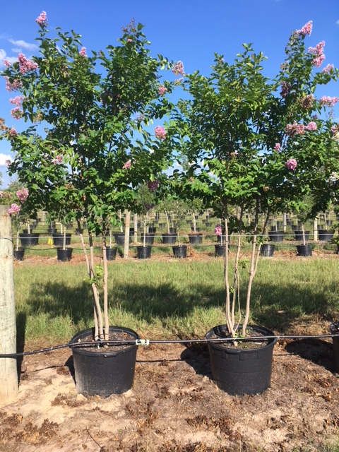 lagerstroemia-crape-myrtle