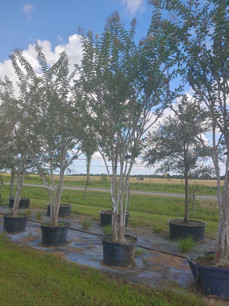 lagerstroemia-crape-myrtle