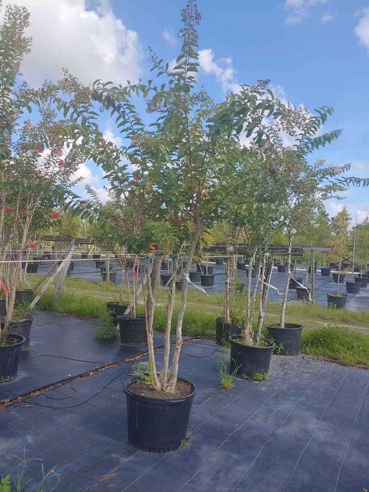 lagerstroemia-crape-myrtle