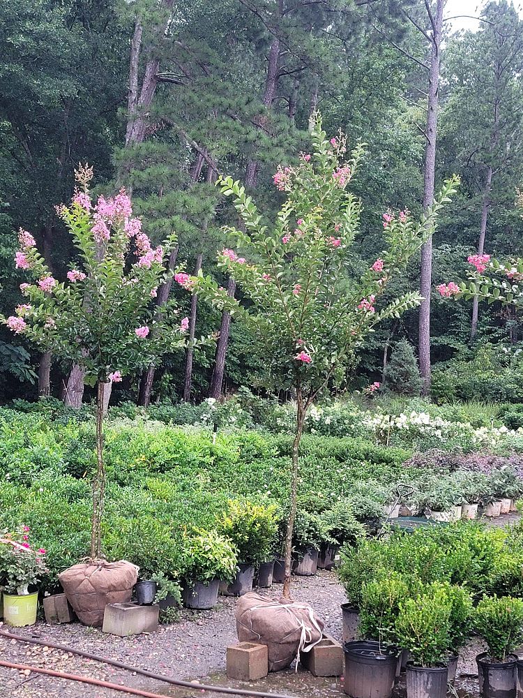 lagerstroemia-crape-myrtle