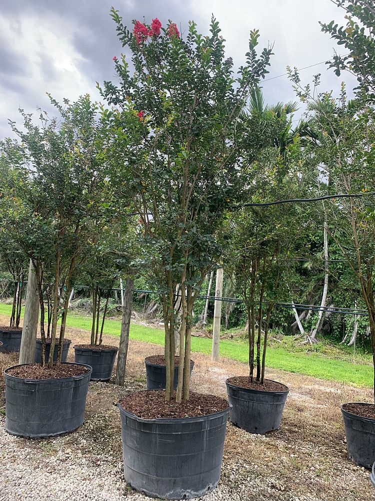 lagerstroemia-crape-myrtle
