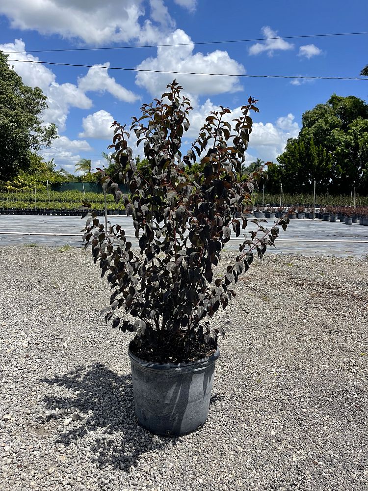 lagerstroemia-crape-myrtle