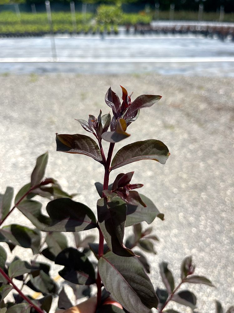 lagerstroemia-crape-myrtle