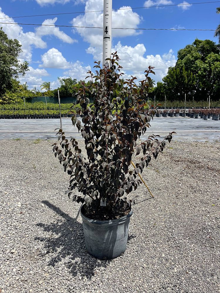 lagerstroemia-crape-myrtle