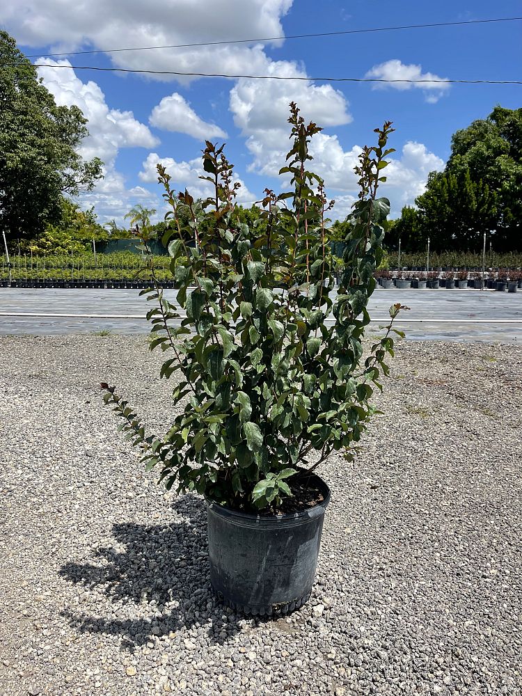 lagerstroemia-crape-myrtle