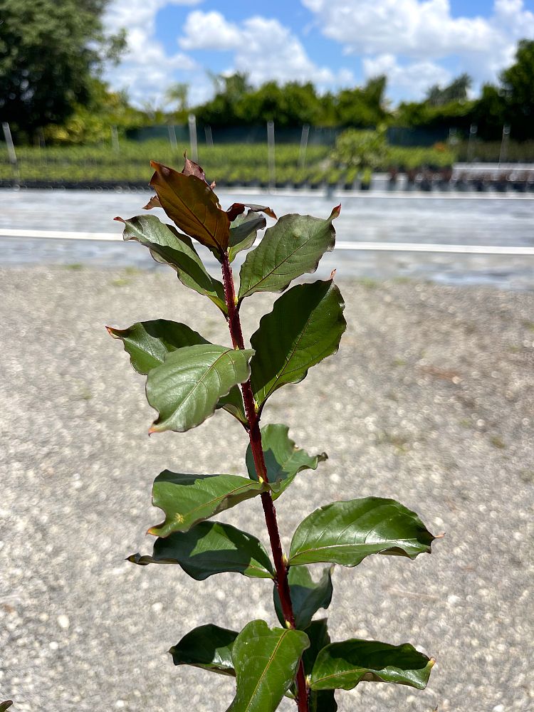 lagerstroemia-crape-myrtle