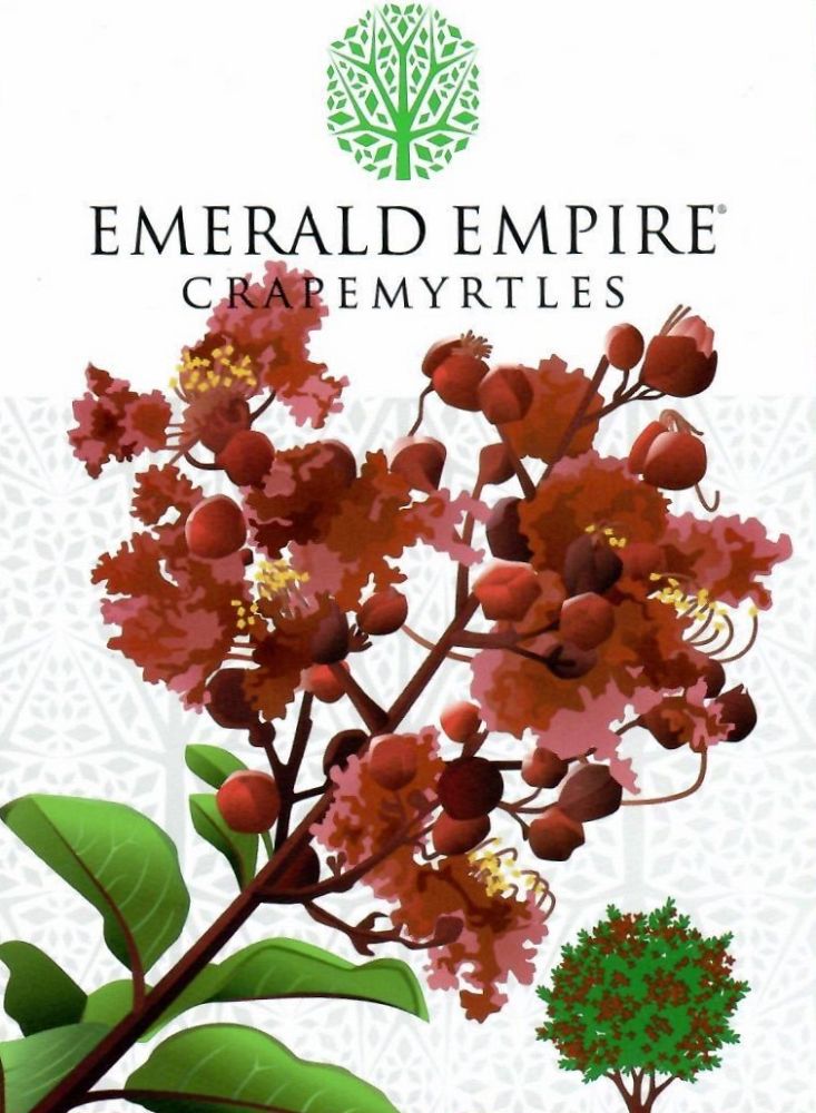 lagerstroemia-crape-myrtle