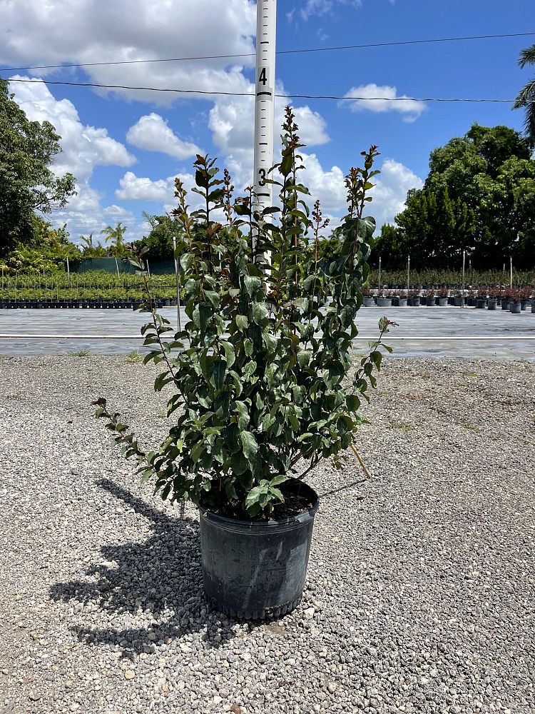 lagerstroemia-crape-myrtle