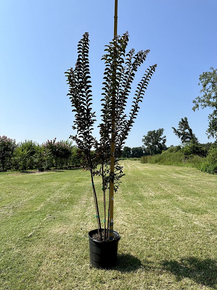 lagerstroemia-crape-myrtle