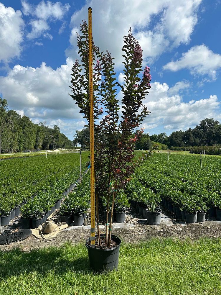 lagerstroemia-crape-myrtle