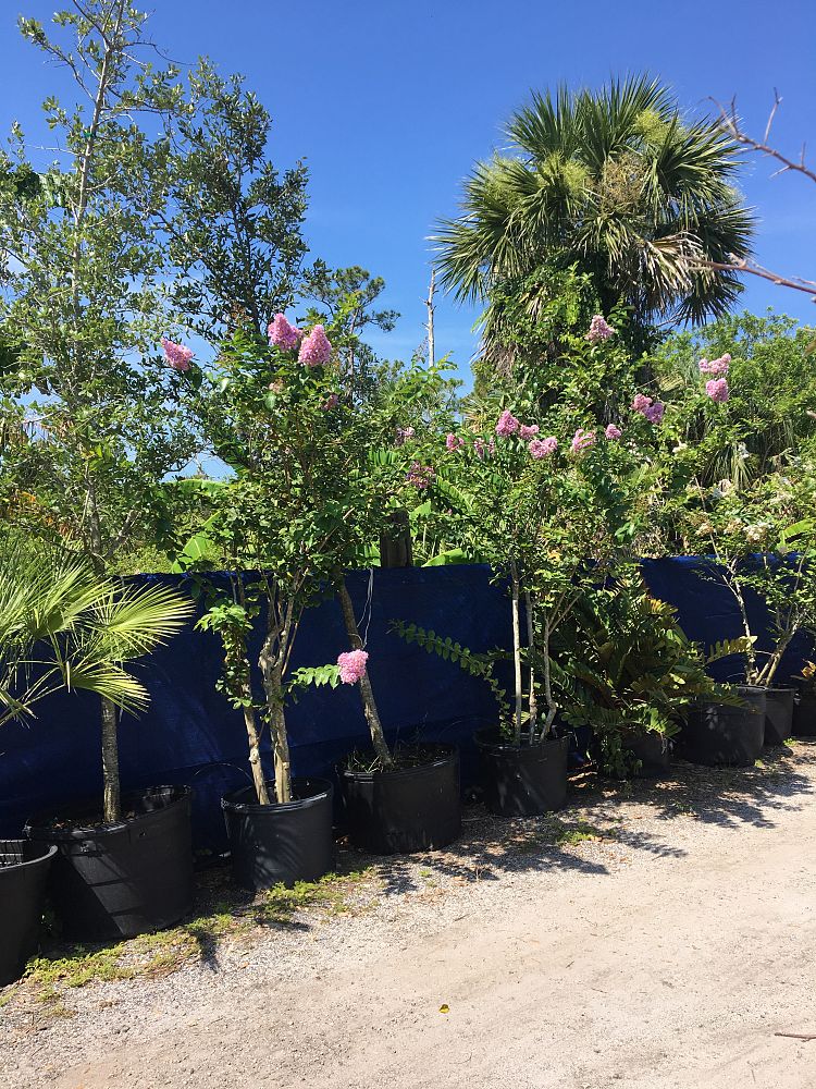 lagerstroemia-crape-myrtle