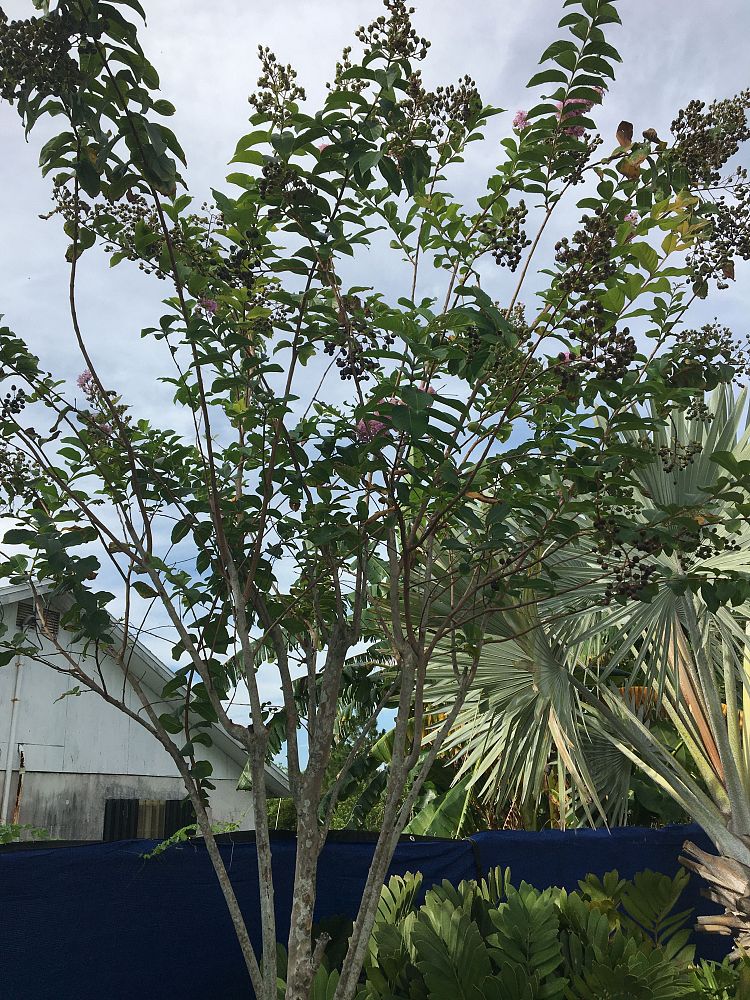 lagerstroemia-crape-myrtle