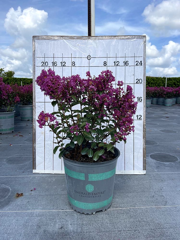 lagerstroemia-crape-myrtle