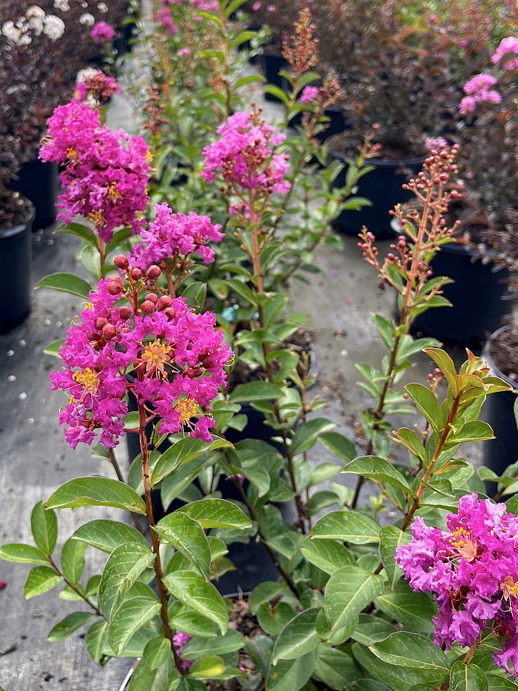 lagerstroemia-crape-myrtle