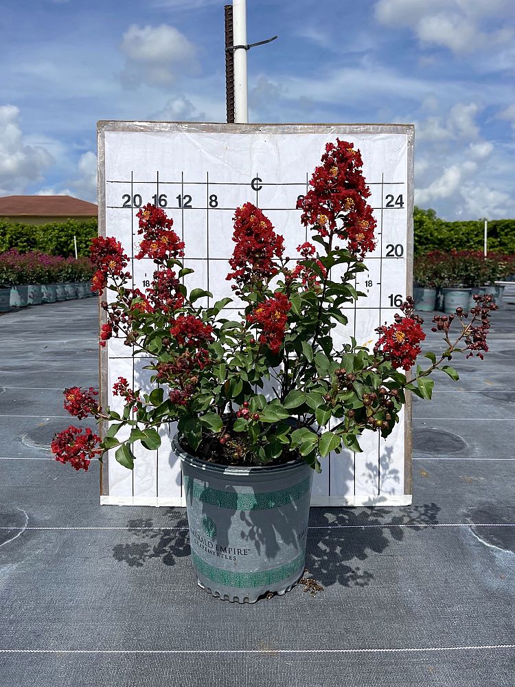 lagerstroemia-crape-myrtle