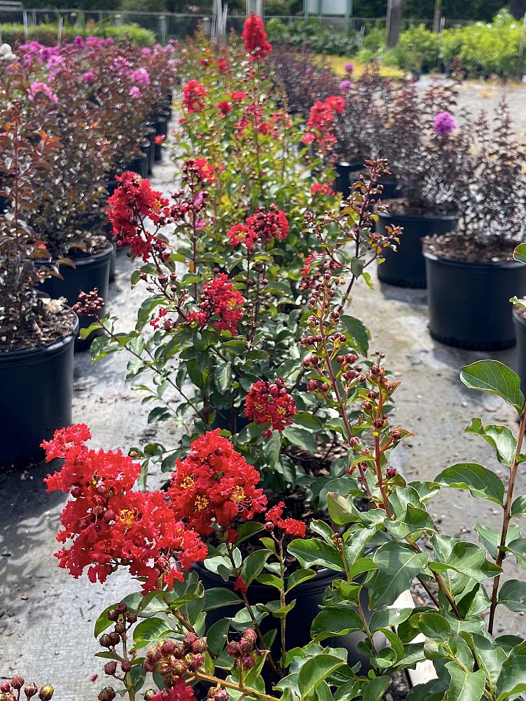 lagerstroemia-crape-myrtle
