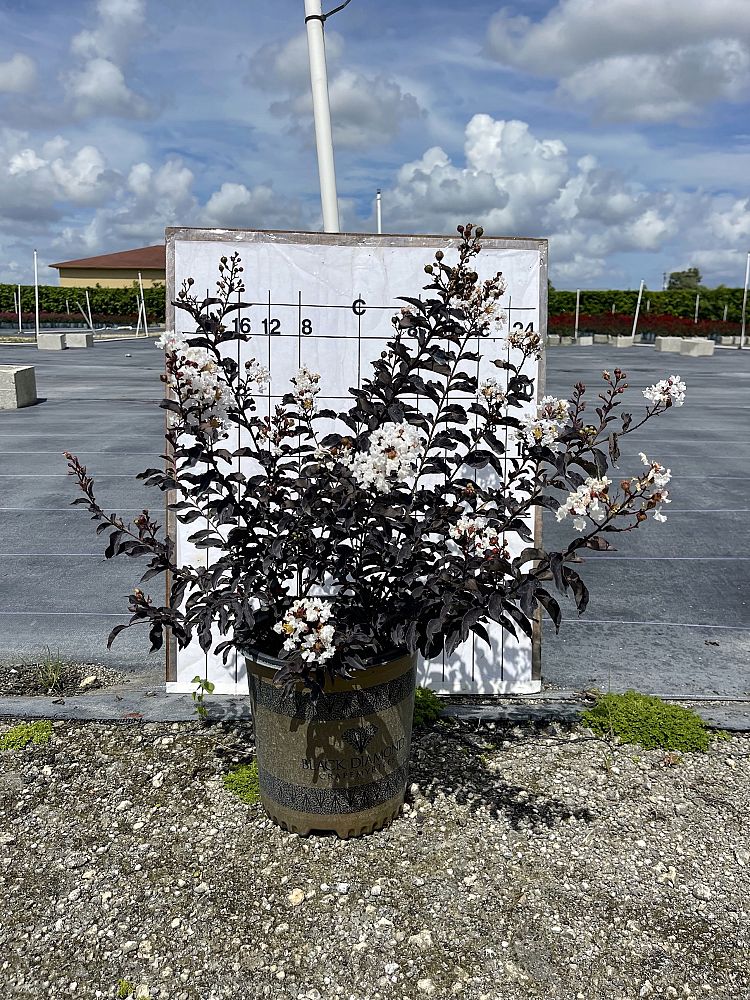 lagerstroemia-crape-myrtle