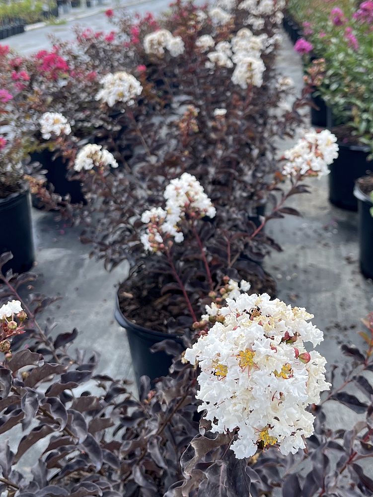 lagerstroemia-crape-myrtle