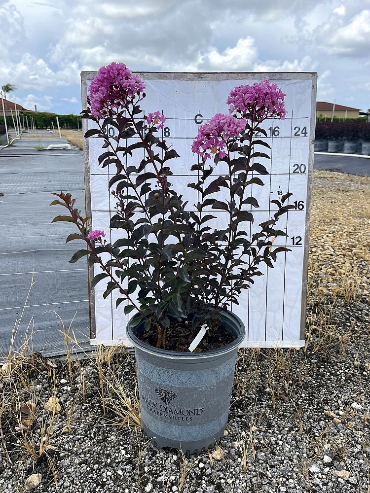 lagerstroemia-crape-myrtle