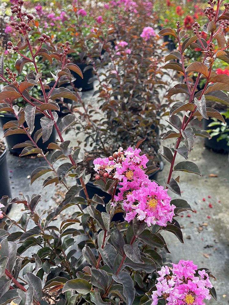 lagerstroemia-crape-myrtle