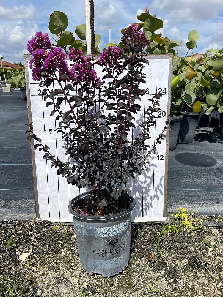 lagerstroemia-crape-myrtle